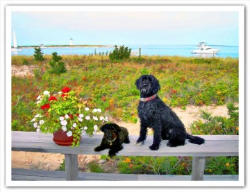 geoff neuhoff chien près de la plage Peinture à l'huile